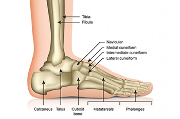 健康・医学 Anatomy of the Foot and ankle Amazon.com: Foot and Ankle Anatomical Chart : Anatomical